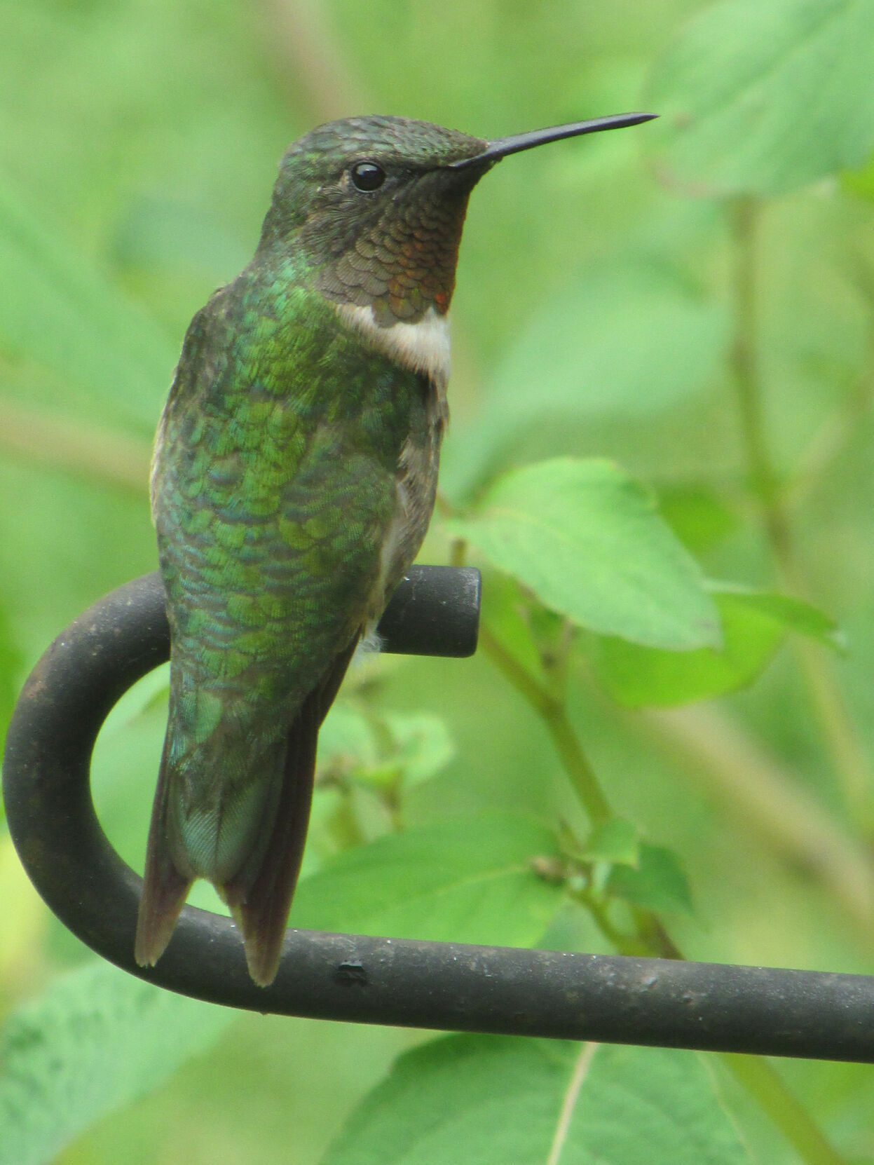 bird column Ruby-throat-Male.JPG